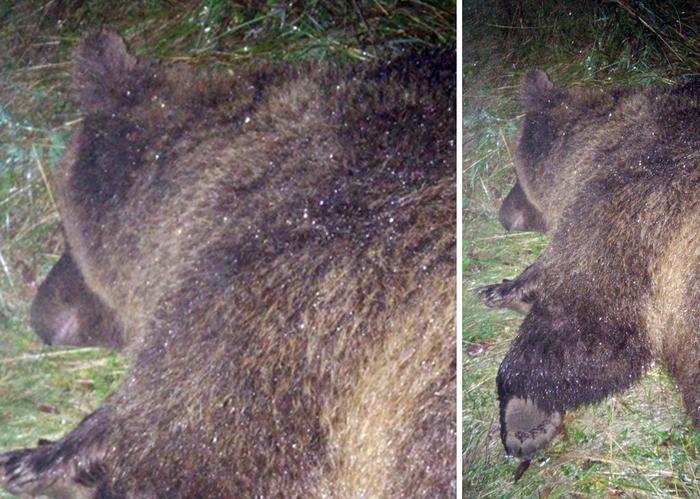 L'orsa KJ2 durante la fase di cattura da parte dei forestali del Trentino sulle pendici del Bondone nel 2015.