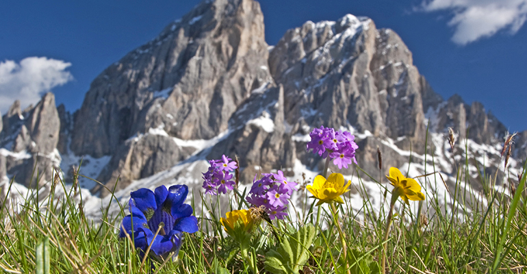 fiori montagna