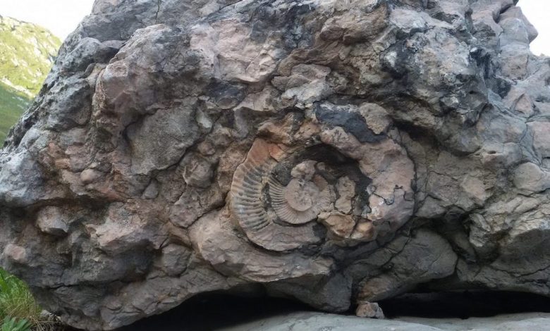 ammonite rifugio cava buscada