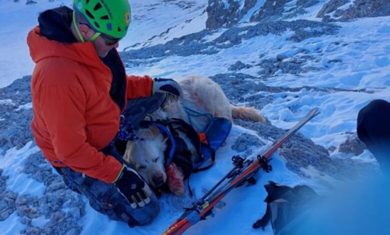soccorso alpino cane