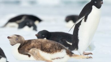 Pinguino Antartide