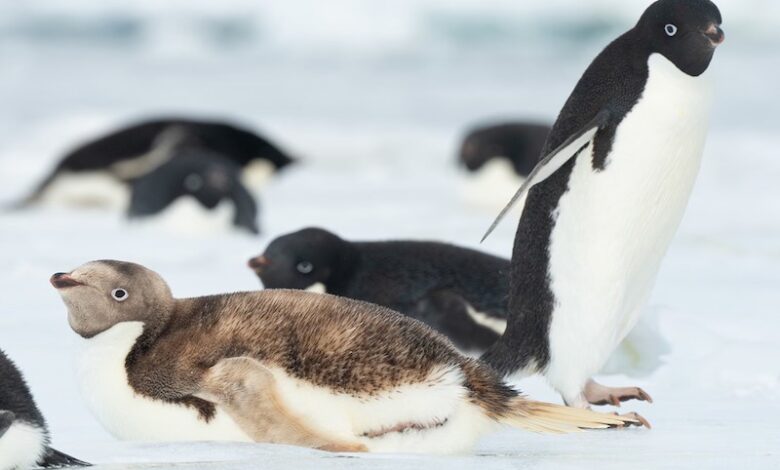 Pinguino Antartide