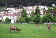 cervi