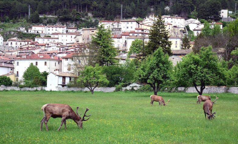 cervi