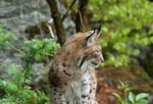 lince altpiano svizzero