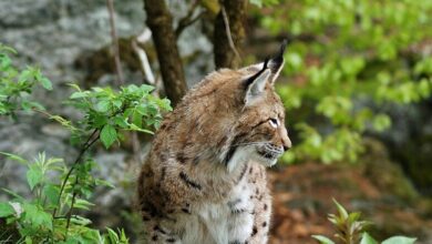 lince altpiano svizzero