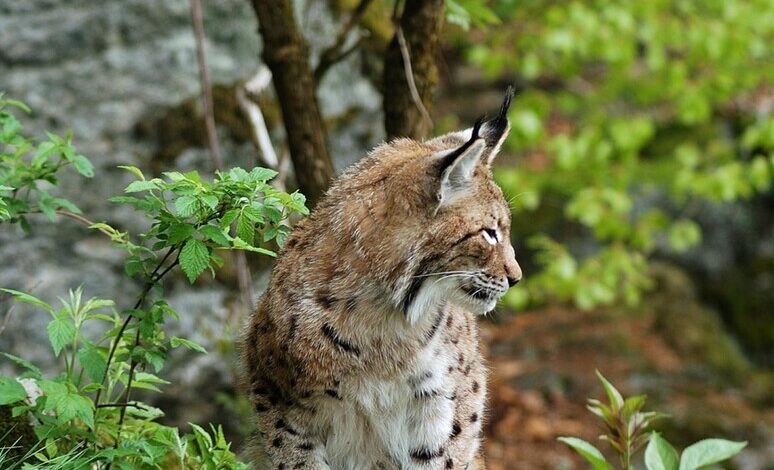 lince altpiano svizzero