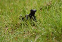 salamandra del Monviso