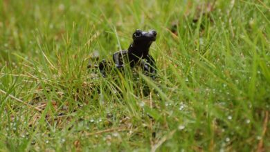 salamandra del Monviso