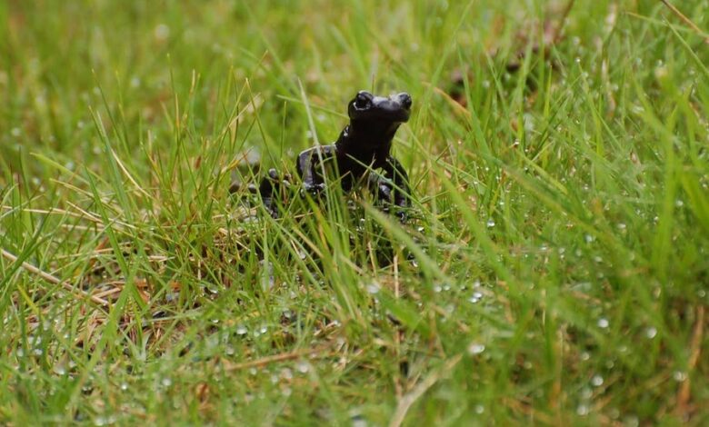salamandra del Monviso
